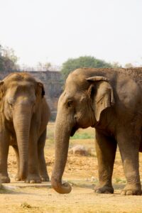 Two majestic Asian elephants enjoying the sunny outdoors in their natural habitat.